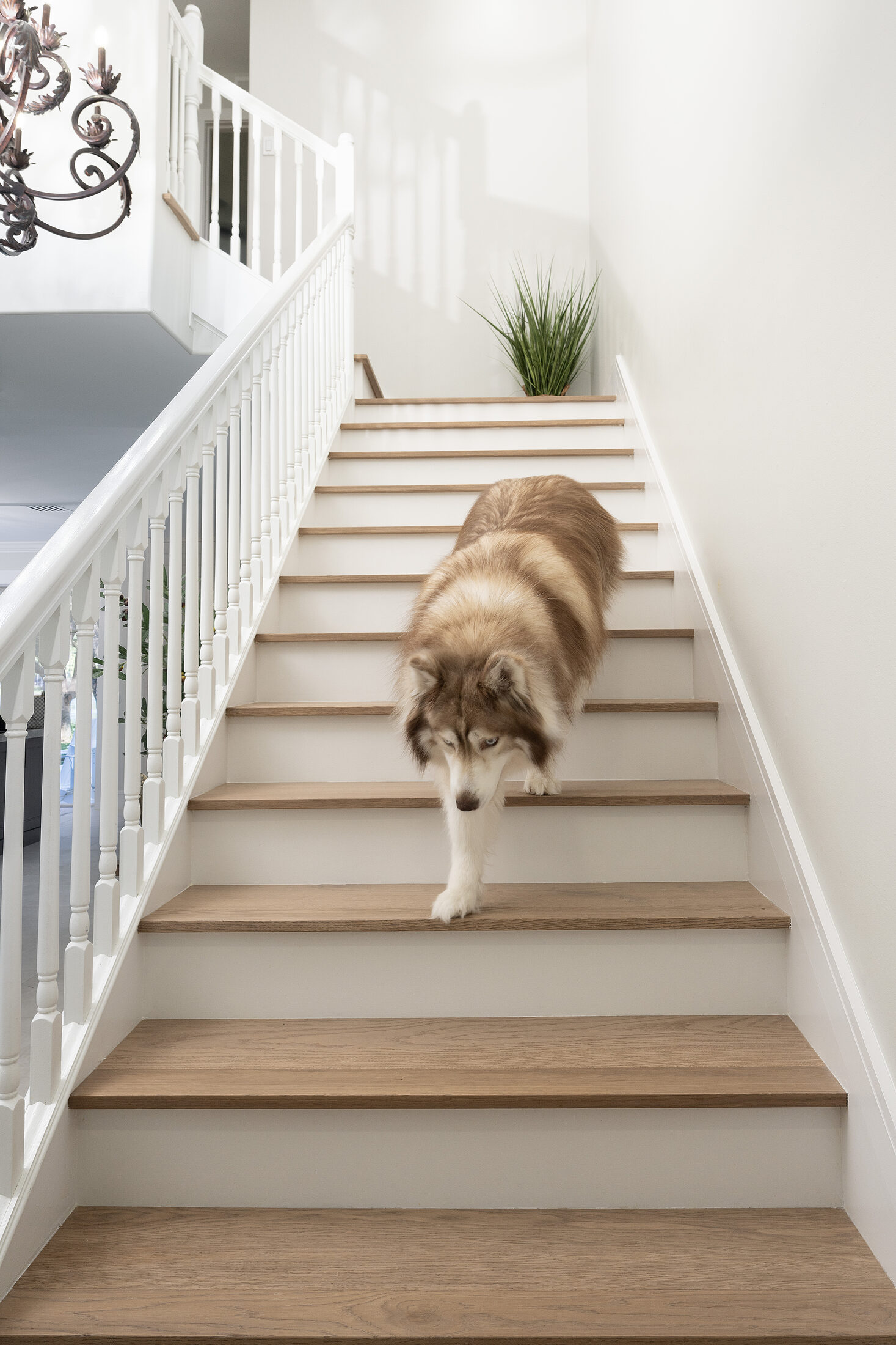 Family dog padding down warm white-oak stairs in a Naples home